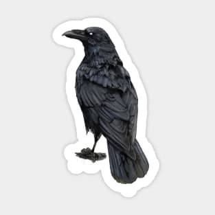 Dark Raven Sticker